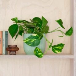 Devil's Ivy House Plant In Elho Pot -Elements Bathroom Deals Store 30875894