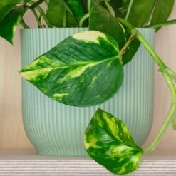 Devil's Ivy House Plant In Elho Pot -Elements Bathroom Deals Store 30875894 alt02