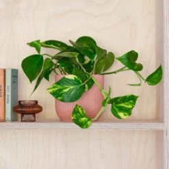 Devil's Ivy House Plant In Elho Pot -Elements Bathroom Deals Store 30875896