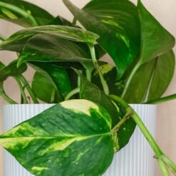Devil's Ivy House Plant In Elho Pot -Elements Bathroom Deals Store 30875896 alt01