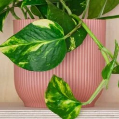 Devil's Ivy House Plant In Elho Pot -Elements Bathroom Deals Store 30875896 alt02