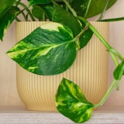 Devil's Ivy House Plant In Elho Pot -Elements Bathroom Deals Store 30875898 alt02