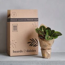 Devil's Ivy House Plant In Elho Pot -Elements Bathroom Deals Store 30875898 alt04