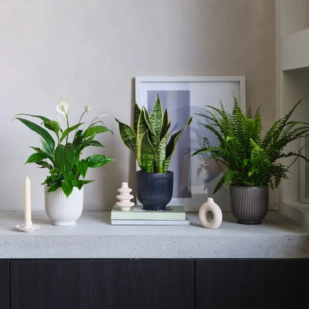 Air Purifying Potted House Plant Bundle 1 Air Purifying Potted House Plant Bundle