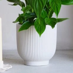 Air Purifying Potted House Plant Bundle 10 Air Purifying Potted House Plant Bundle -Elements Bathroom Deals Store 30875923 alt02