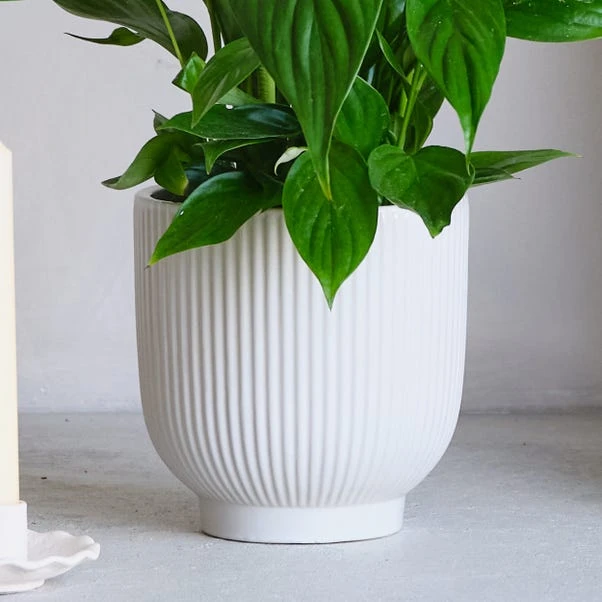 Air Purifying Potted House Plant Bundle 3 Air Purifying Potted House Plant Bundle - Image 3