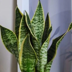 Air Purifying Potted House Plant Bundle 11 Air Purifying Potted House Plant Bundle -Elements Bathroom Deals Store 30875923 alt03