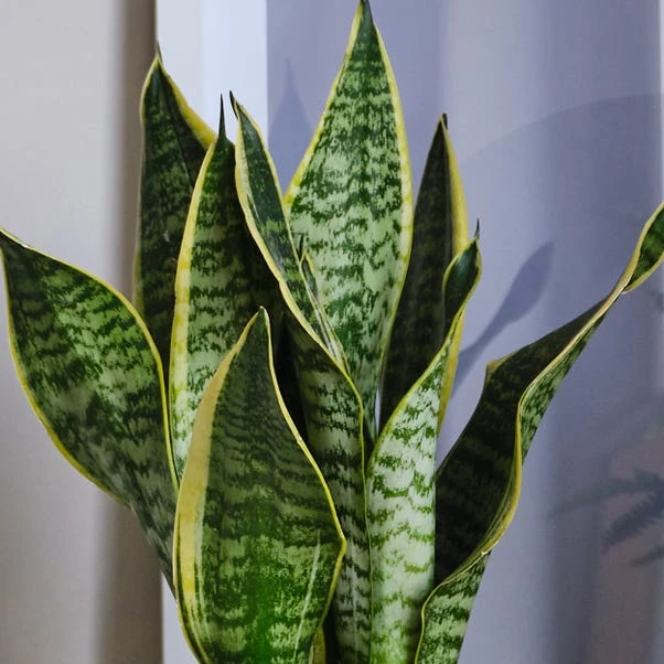 Air Purifying Potted House Plant Bundle 4 Air Purifying Potted House Plant Bundle - Image 4