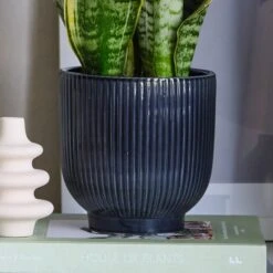 Air Purifying Potted House Plant Bundle 12 Air Purifying Potted House Plant Bundle -Elements Bathroom Deals Store 30875923 alt04