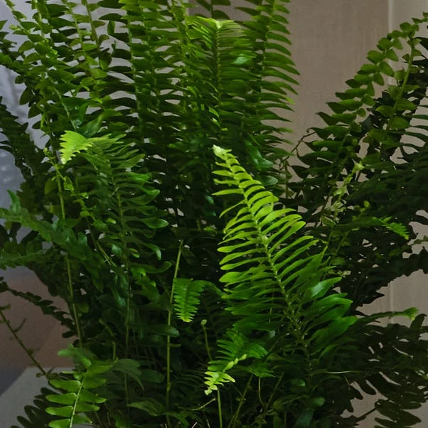 Air Purifying Potted House Plant Bundle 6 Air Purifying Potted House Plant Bundle - Image 6