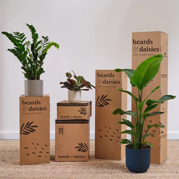 Air Purifying Potted House Plant Bundle 8 Air Purifying Potted House Plant Bundle - Image 8
