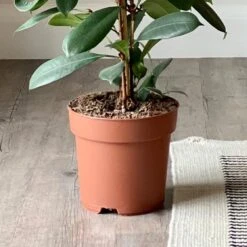 African & Fiddle Leaf Fig House Plant Bundle -Elements Bathroom Deals Store 30903209 alt03