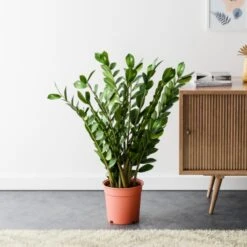 ZZ House Plant -Elements Bathroom Deals Store 30963496