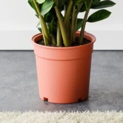 ZZ House Plant -Elements Bathroom Deals Store 30963496 alt02